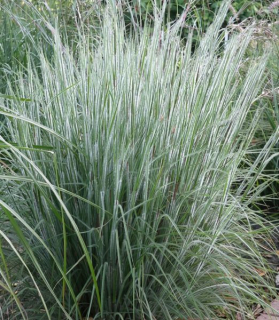 Schizachyrium scoparium 'Ha Ha Tonka'
